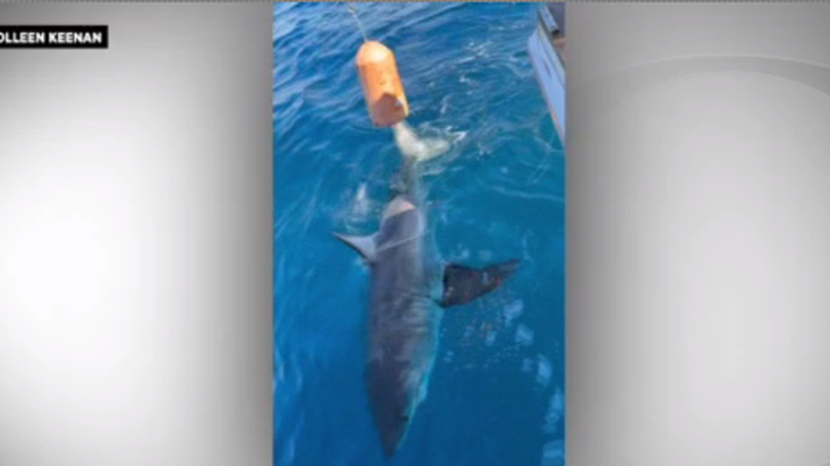 A look at the great white shark reeled in by a 12-year-old boy.