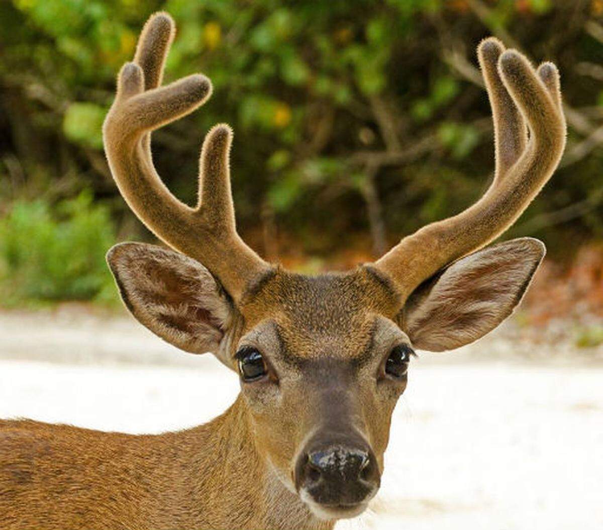 Key deer are endangered in the Florida Keys. Experts ask that people not feed or pet them as to keep them wild.