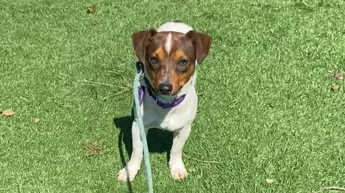 This photo shows “Monkey,” a dog that was rescued in New Jersey, according to the Ramapo-Bergen Animal Refuge.