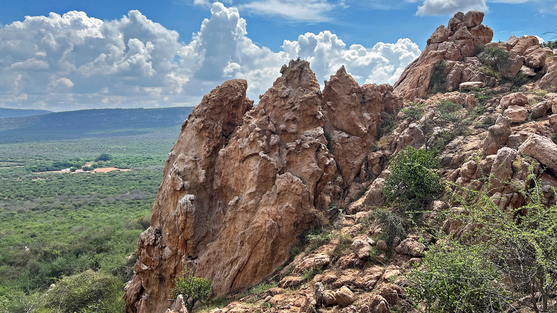 Scientists surveying Tamil Nadu discovered a spiky new creature species perched on rock ledges, a study said.