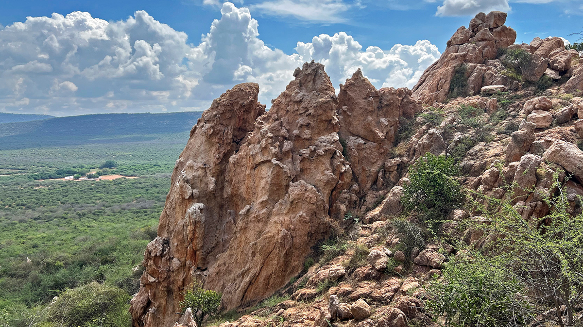Scientists surveying Tamil Nadu discovered a spiky new creature species perched on rock ledges, a study said.