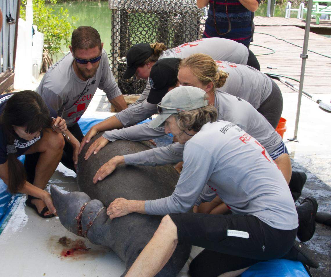 A Florida Keys manatee rescue team helps a wounded manatee on June 6, 2018.