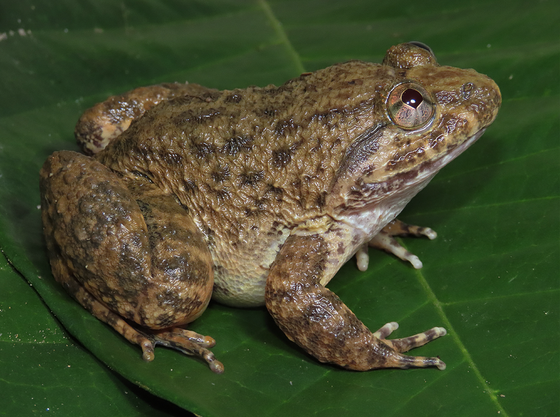The Nusantara creek frog is a bit lighter, and has bands of brown coloration, researchers said.