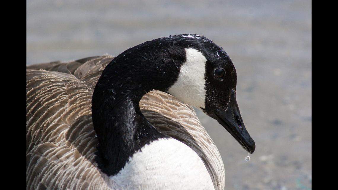 A man is accused of beating a Canada goose (not the one pictured) to death at a golf course in New York, officials say.