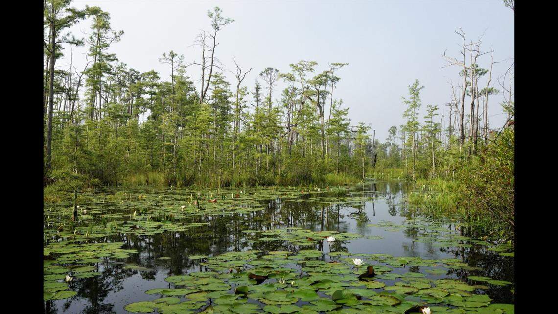 A 10-foot, 6-inch, 400-pound hunchback alligator was caught in Georgia’s Okefenokee Swamp, according to the University of Georgia’s Coastal Ecology Lab.