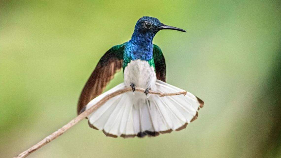 Some female white-necked jacobin hummingbird sport male feathers to avoid physical harassment from aroused and hungry males, according to a new study published in the journal Current Biology. 