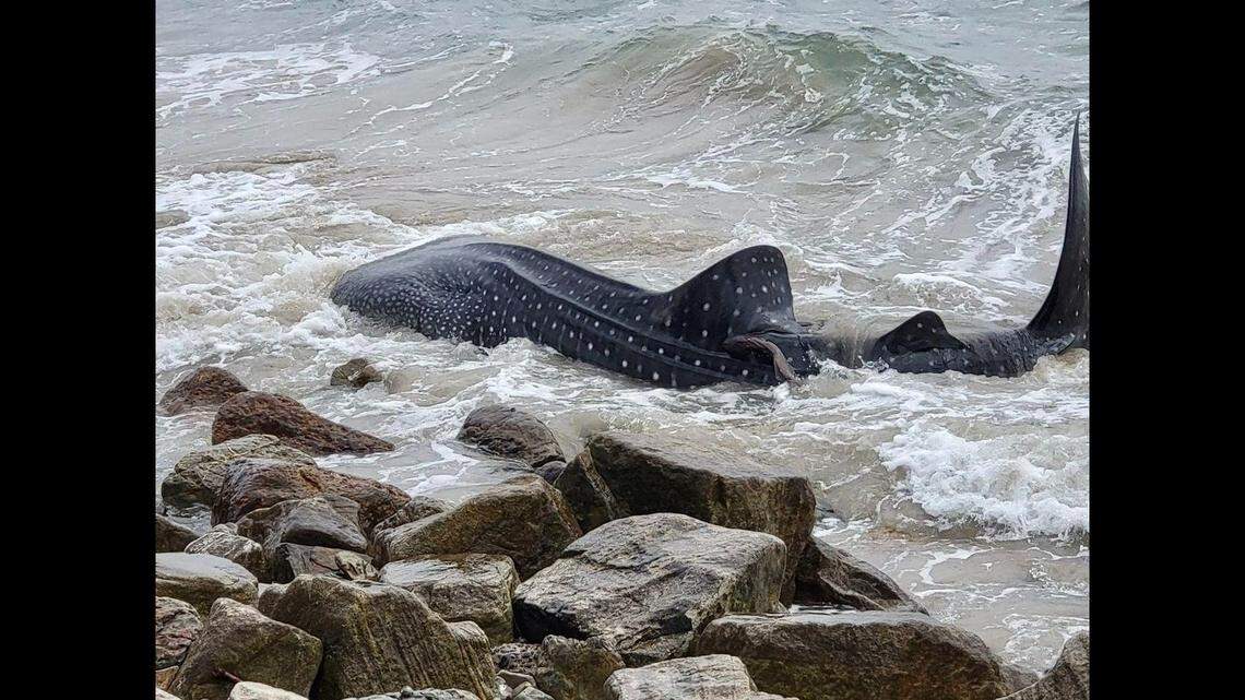 It took employees about an hour to remove the whale shark, the park said.