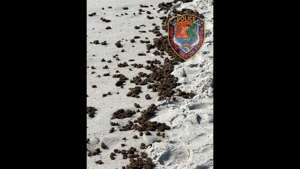 A scuttled shipment of illegal drugs apparently broke up in the ocean, resulting in waves of marijuana washing up on a North Florida beach.