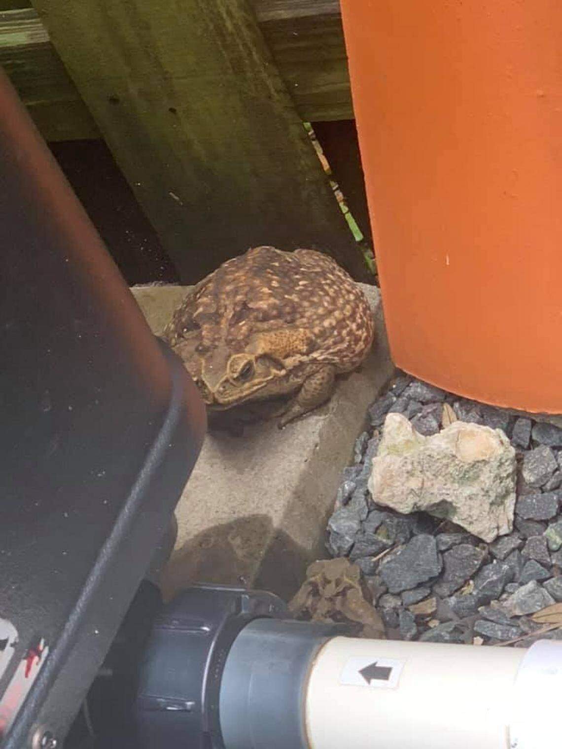 Ohilda Gilbert found a large cane toad in her backyard in late May after heavy rains created the perfect conditions for the poisonous frogs to breed.
