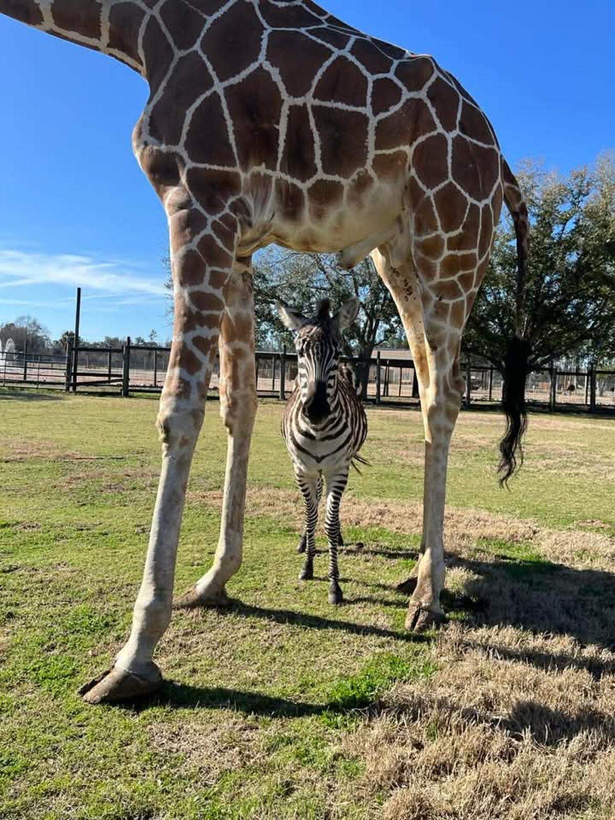 baby zebra giraffe bakari and kurtsie