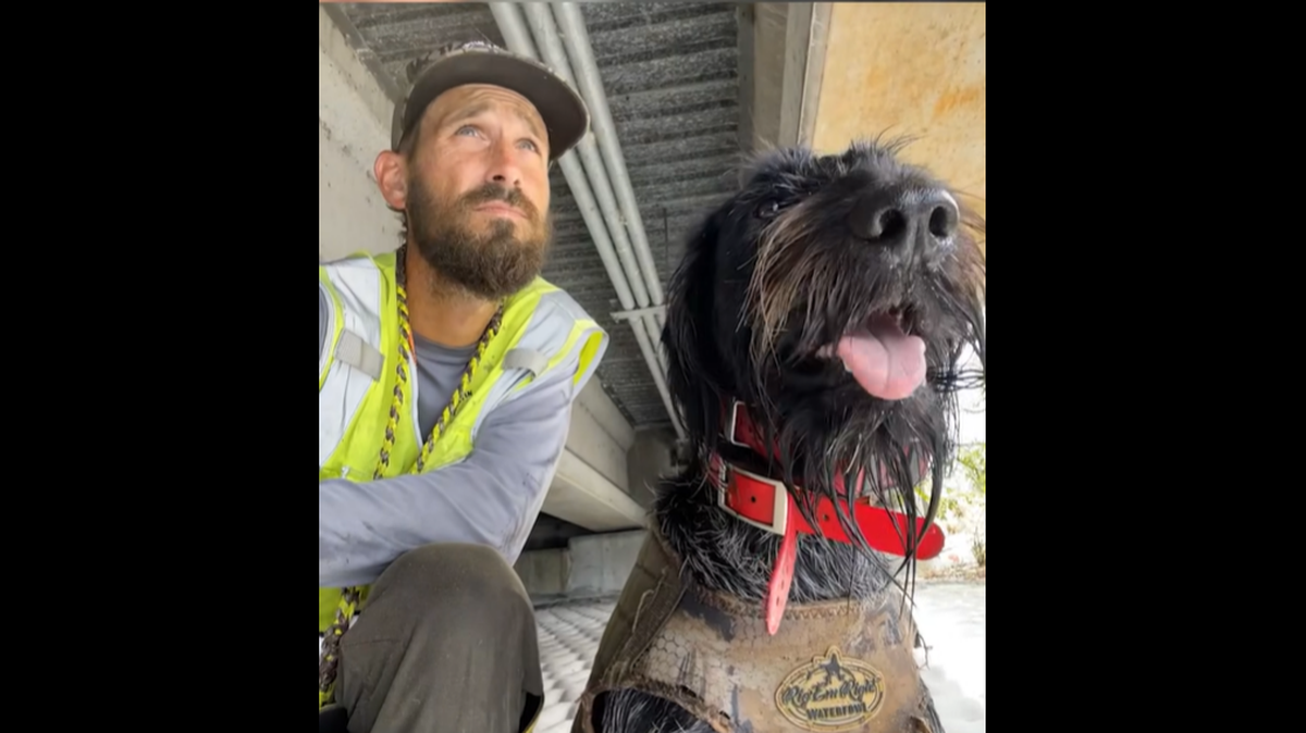 Otto, a German Wirehaired Pointer, was a key part of Mike Kimmel’s Python Cowboy guided hunts in Florida over the past ​five years, and often the star of dramatic hunting videos shared on YouTube, Instagram, Facebook and TikTok.