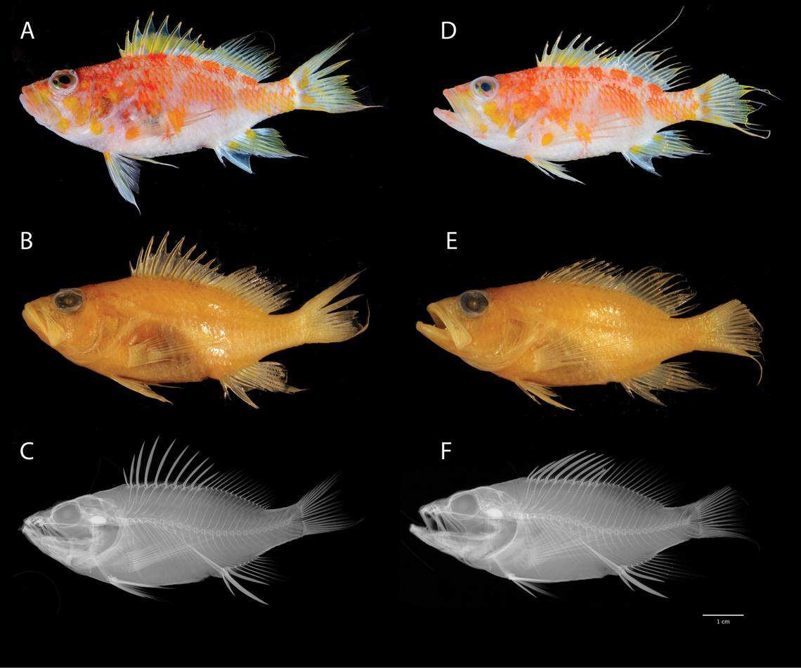 The new species come from a group of small fish that live on the lower depths of coral reefs, researchers said.