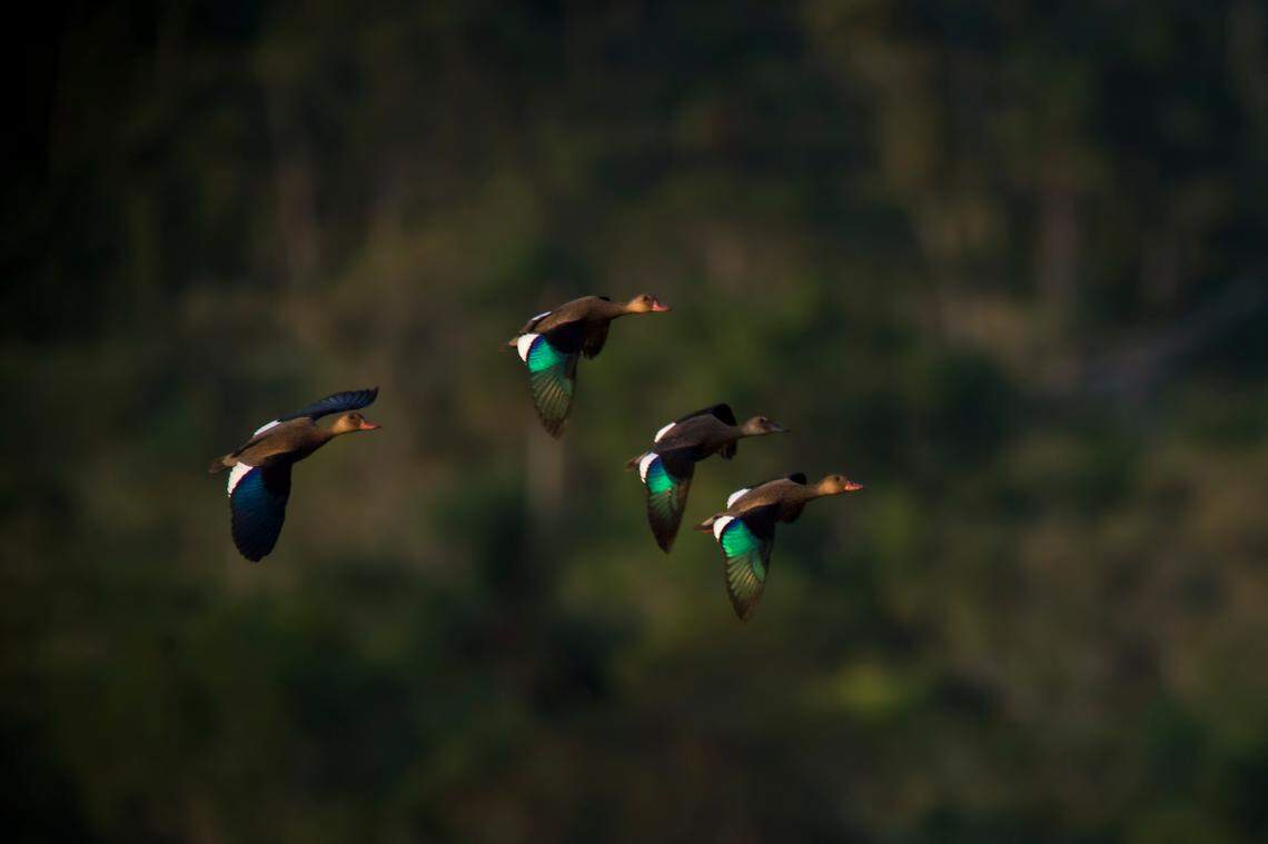 The closest living relative of the extinct Cuban teal is the Brazilian teal, pictured above.