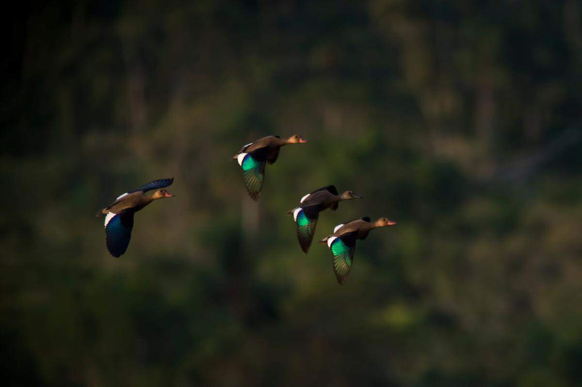 The closest living relative of the extinct Cuban teal is the Brazilian teal, pictured above.