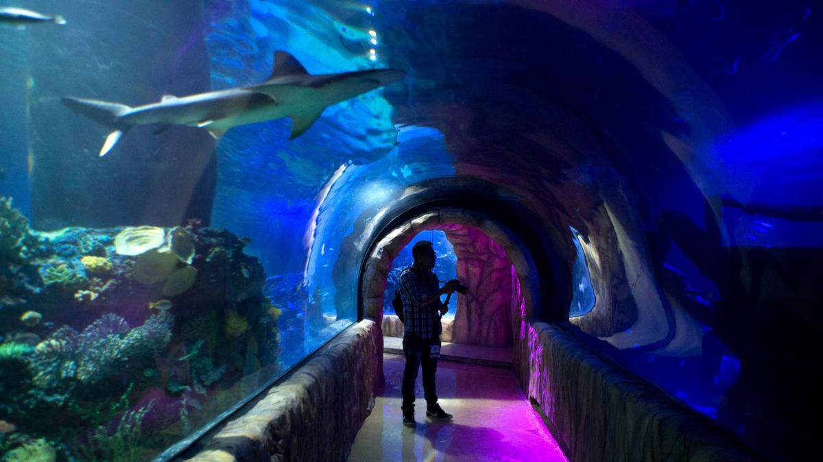 A sandbar shark swims over a walkway at the Inbursa Aquarium in Mexico City in 2014.