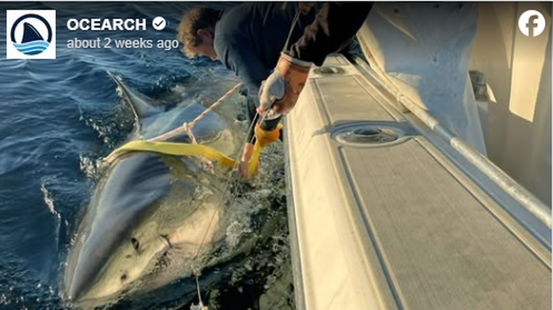 The shark, named Contender, was captured 45 miles off the Florida/Georgia state line and was 13.8 feet long and 1,652.8 pounds, OCEARCH says.