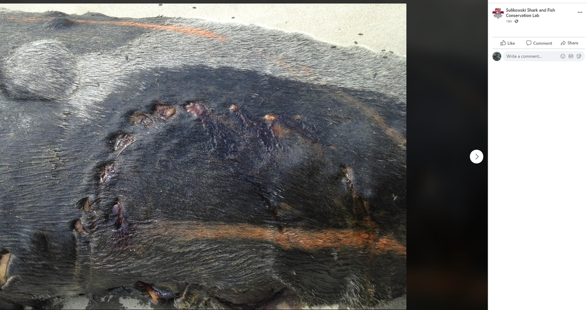 A 19-inch bite mark was found on this seal carcass. Experts are sure it was caused by a very large great white shark off the coast of Maine.