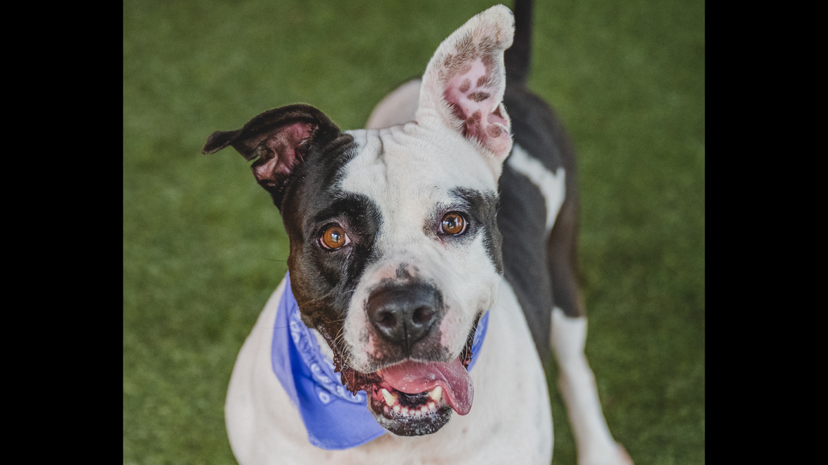 “Mia #A223521 is a senior 6-year-old who love to give affection and cuddles. She’s quite the aficionado of delicious treats; just throw her a treat and she will catch it in midair.  She loves being the center of your attention so she will do best as an only pet.”