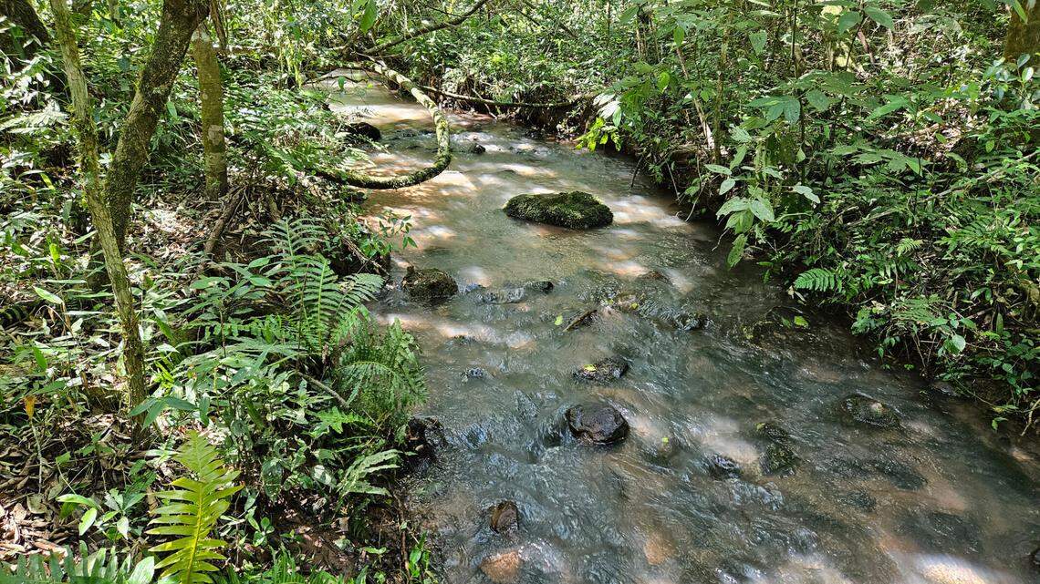 In a fast-flowing river just miles from a massive waterfall, a new species was discovered.