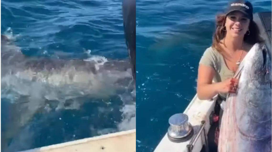 A great white shark took a bite out of an angler’s big catch in Australia, a Facebook video shows.