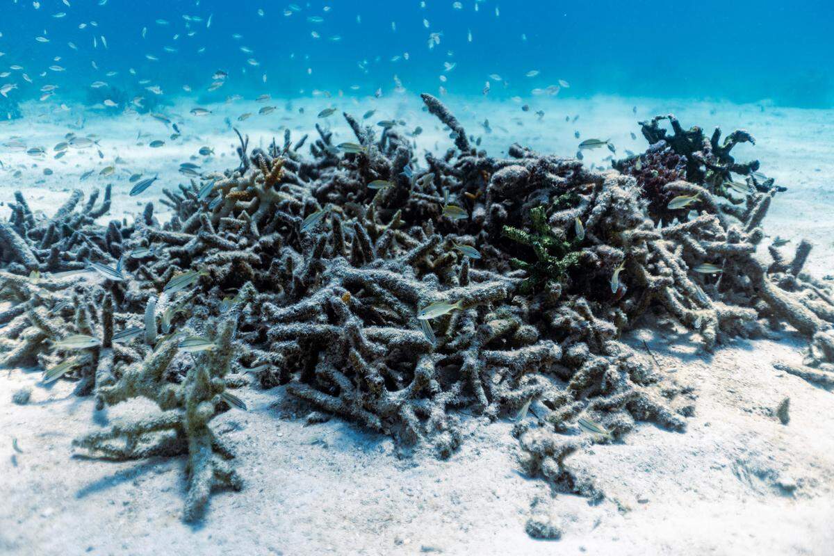 Dead coral sits in a pile near Paradise Reef nursery during a Rescue A Reef coral restoration dive out of Diver’s Paradise dive shop located at Crandon Marina in Key Biscayne, Florida, on Aug. 4, 2023. Rosenstiel School scientists are working to establish a new restoration research site off Miami to identify and better understand the heat tolerance of certain coral species and genotypes during bleaching events like this. 