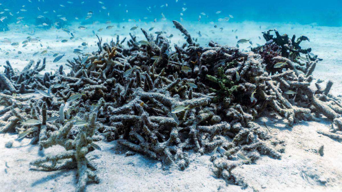 Dead coral sits in a pile near Paradise Reef nursery during a Rescue A Reef coral restoration dive out of Diver’s Paradise dive shop located at Crandon Marina in Key Biscayne, Florida, on Aug. 4, 2023. Rosenstiel School scientists are working to establish a new restoration research site off Miami to identify and better understand the heat tolerance of certain coral species and genotypes during bleaching events like this.
