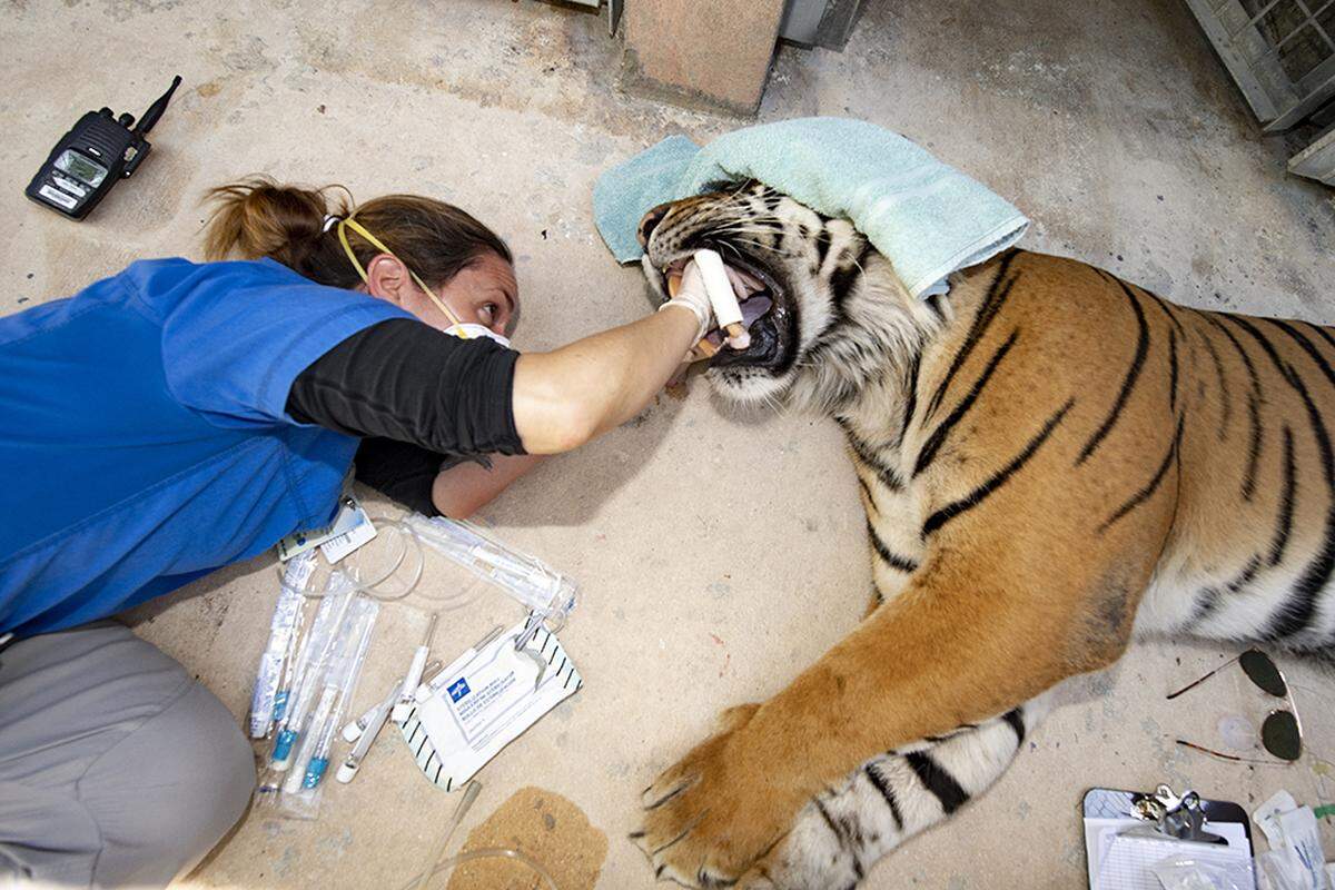 Marisa Bezjian, Zoo Miami Associate veterinarian, gives 12-year-old Berani, a Sumatran tiger, a COVID-19 test April 22, 2020.