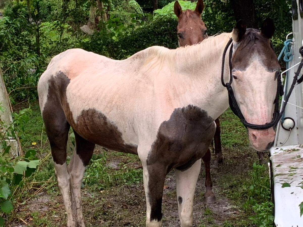 Five skeletal adult horses were found at the home of former Pasco county deputy Raven Devoss.