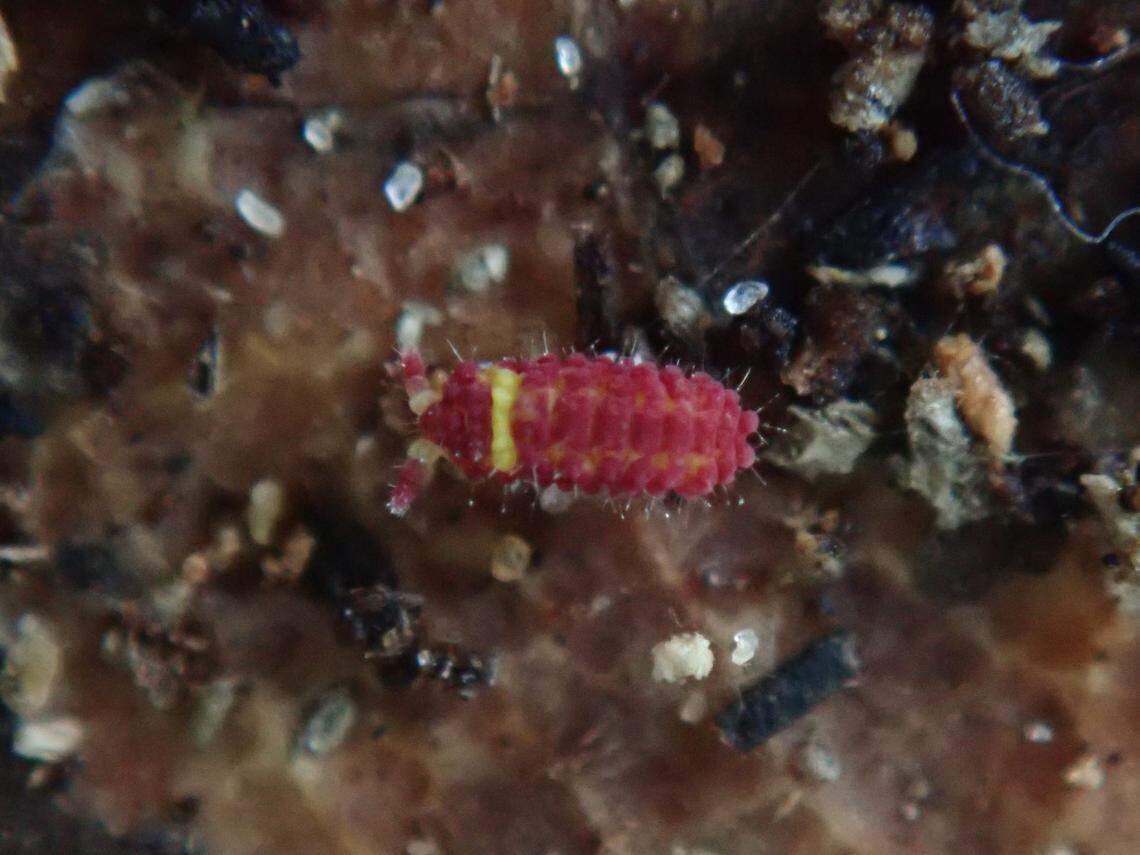 The tiny creatures are deep red with white-yellow bands, photos show.