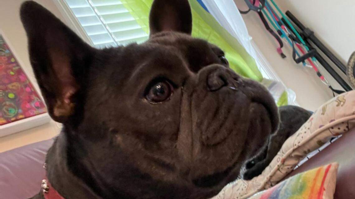 Sailor, a French bulldog who lives in the Middle Keys city of Marathon, was kidnapped in June 2022.