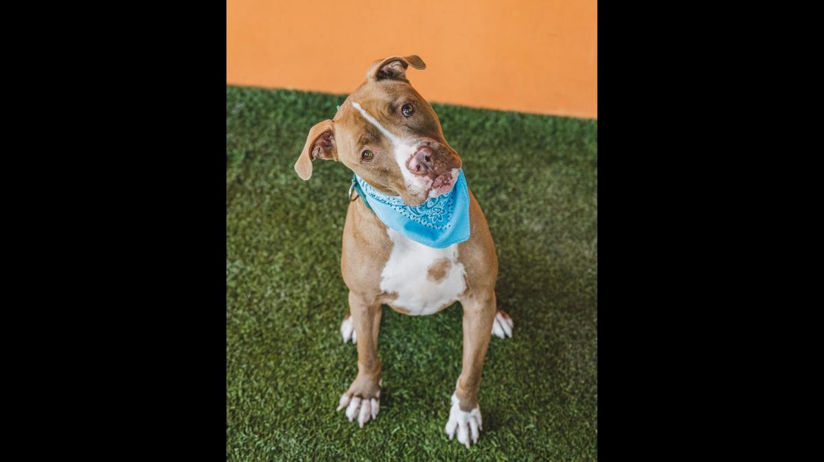 “Pablo (A2292359) is a timid little guy. This sweet boy needs a little time to get comfortable around new people before he can show you what a loving character he is. Once he’s comfortable, this 2-year-old start prancing around begging for treats! He has participated in playgroups and has made some doggie friends he continuously plays with. Make Pablo part of your family and adopt him today!”