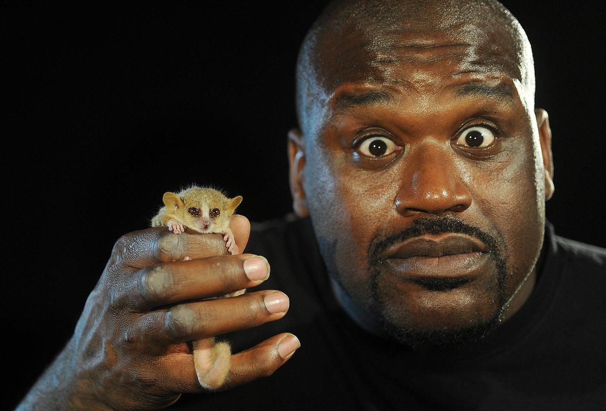 Former Miami Heat star Shaquille O’Neal mimics the look of the Mouse Lemur.