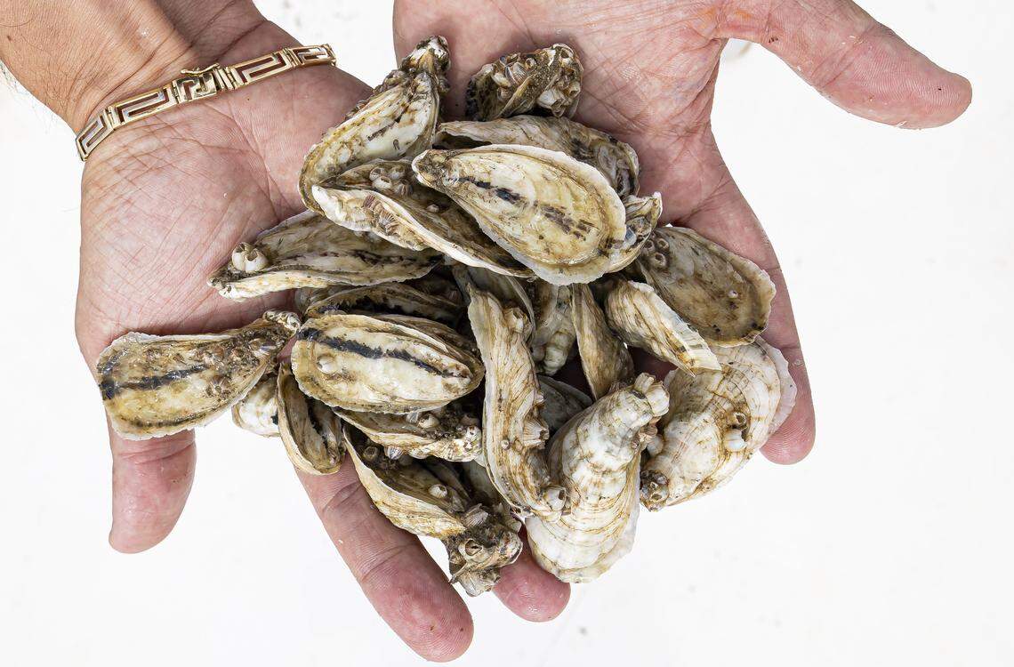 Everglades Oysters co-founder Fabio Galarce holds oysters from his farm off Panther Key, near Cape Romano, in the Ten Thousand Islands on Wednesday, Sept. 17, 2025, in Florida.