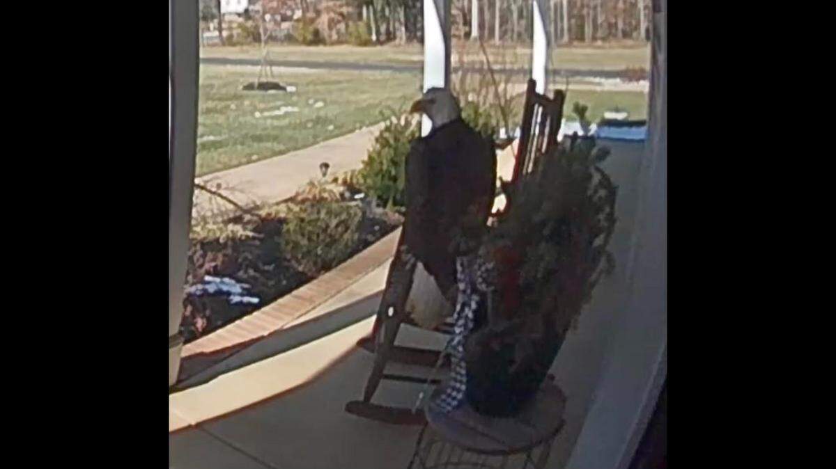 The bald eagle that activated a Charles County resident’s doorbell camera.