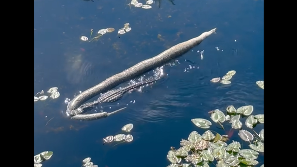Video recorded by Kelly Alvarez shows the large alligator was carrying the python in its jaws as it swam past an observation tower in the Everglades.