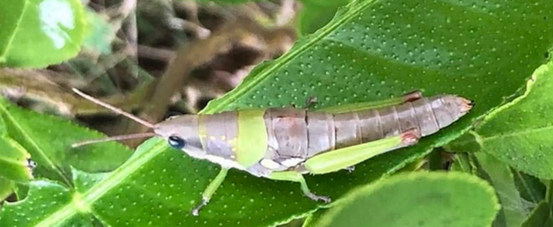 Researchers said the species has a “large, bulky body” and “micro wings.”