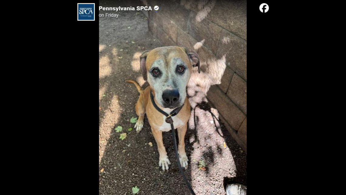 The shelter doesn’t know how long the sweet girl had been living in those conditions.