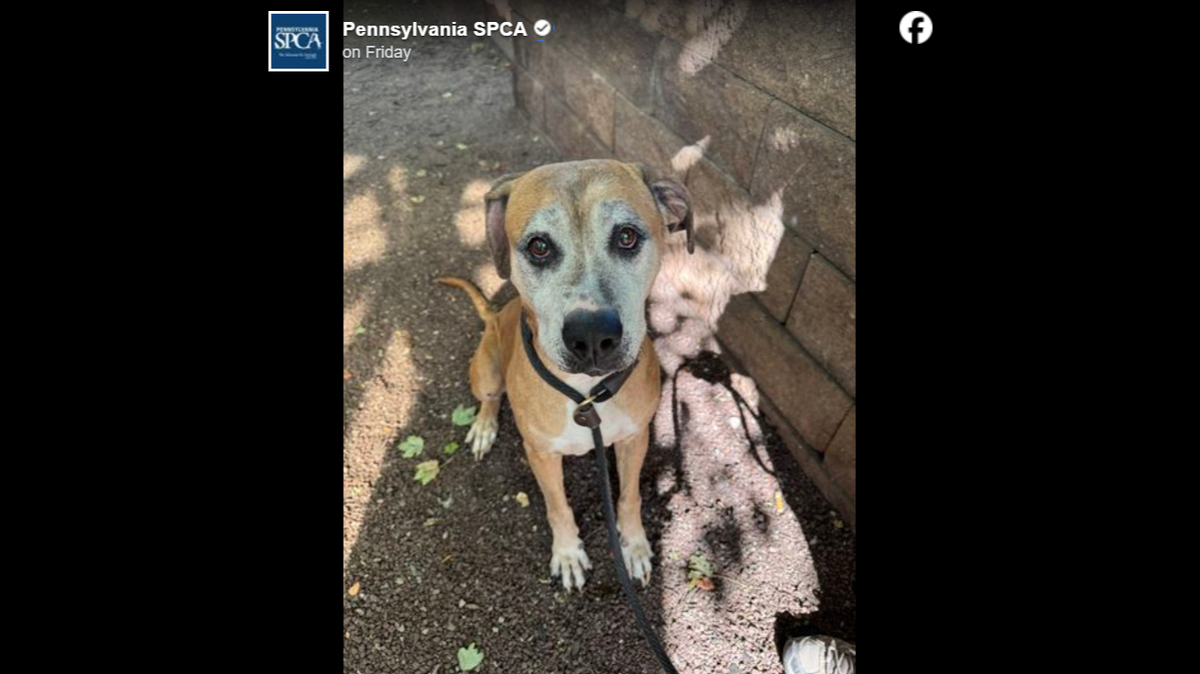 The shelter doesn’t know how long the sweet girl had been living in those conditions.