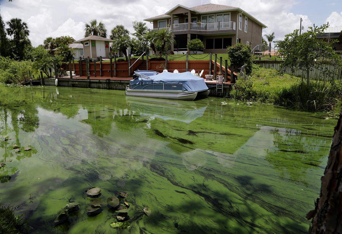 In the summer of 2018, algae blooms clogged a finger canal off the Caloosahatchee River in the River Oaks neighborhood near LaBelle.