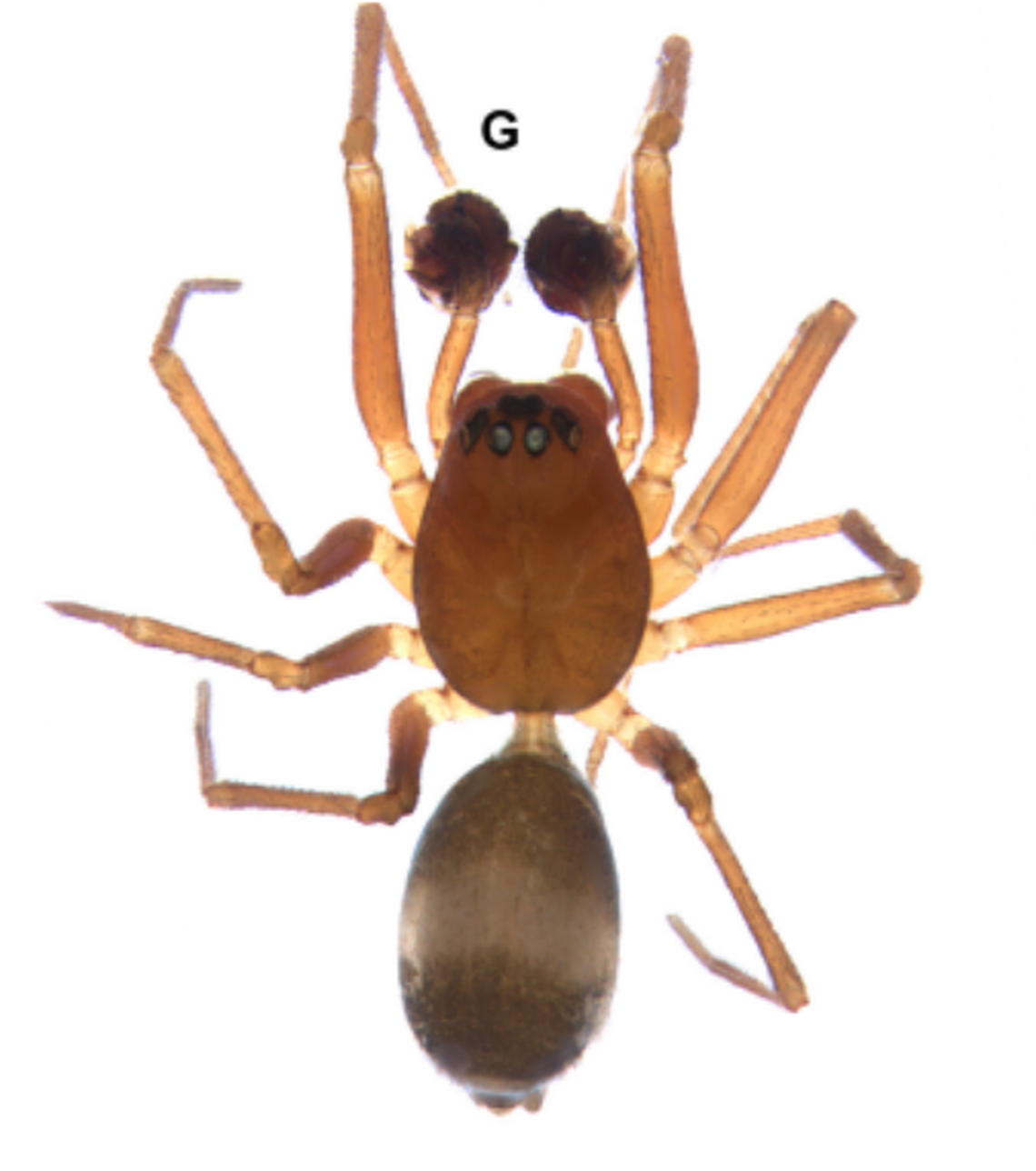 A male specimen of Agyneta hum.