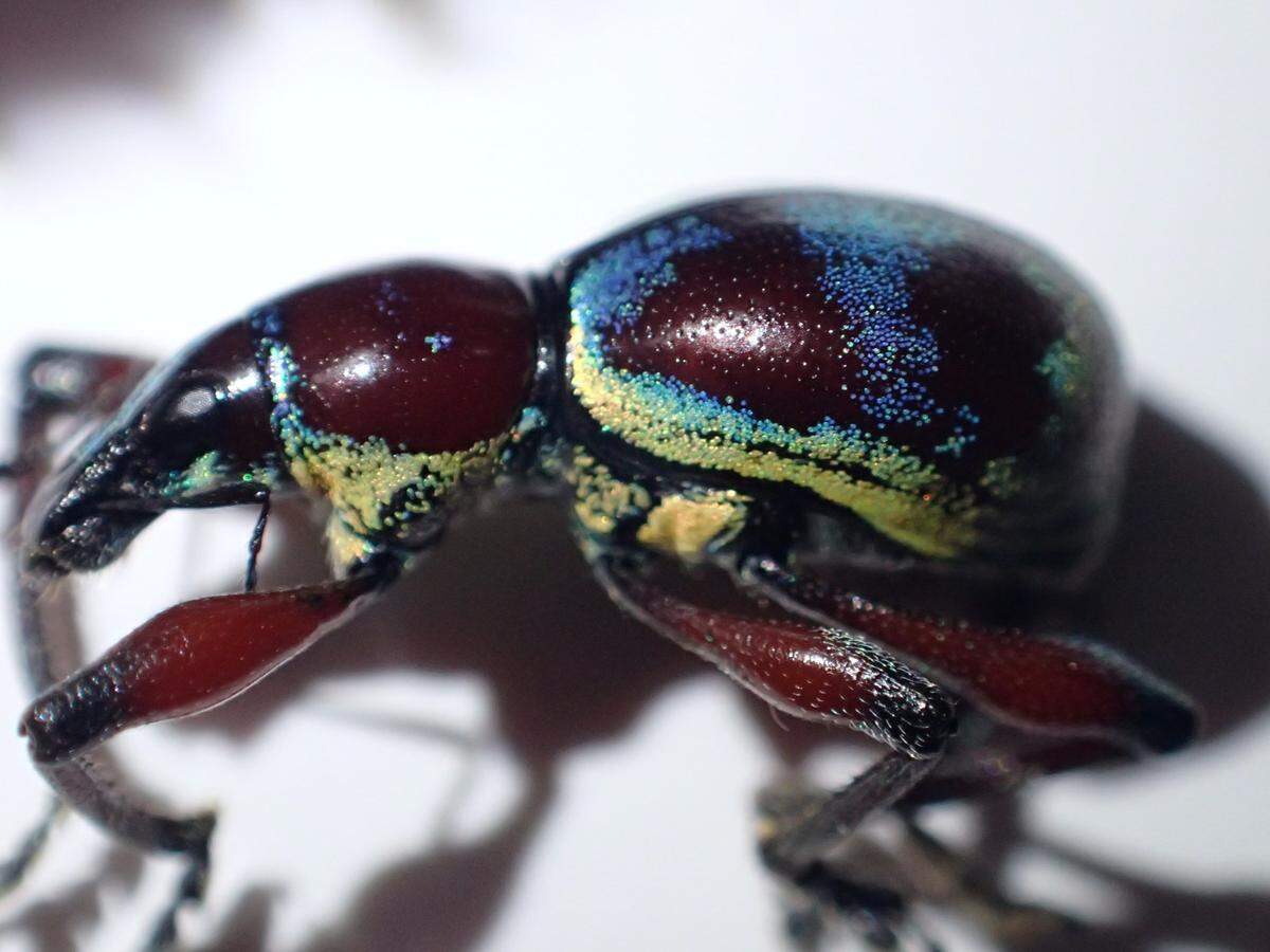 Metapocyrtus (Orthocyrtus) bifoveatus was last seen on Negros Island 100 years ago, scientists said.