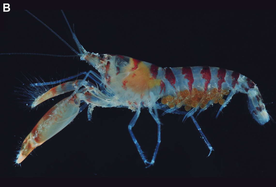 The beak of the shrimp protrudes from its head, setting it apart from other known species.