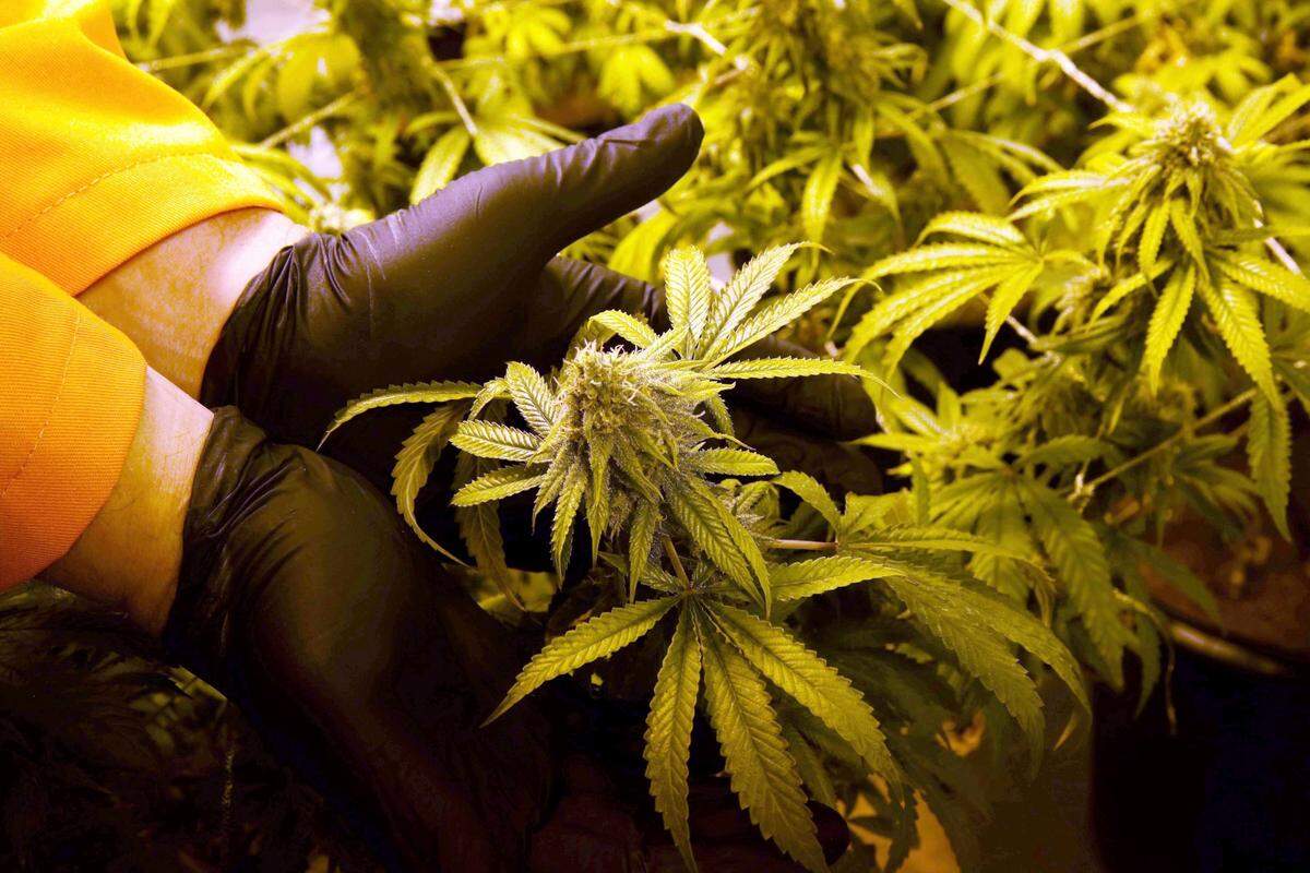 On June 28, 2016, Surterra Therapeutics Cultivation Manager Wes Conner displays the fully grown flower of one of their marijuana plants at its North Florida facility, on the outskirts of Tallahassee.
