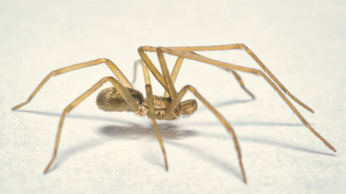 male Pikelinia floydmuraria pink floyd new spider species