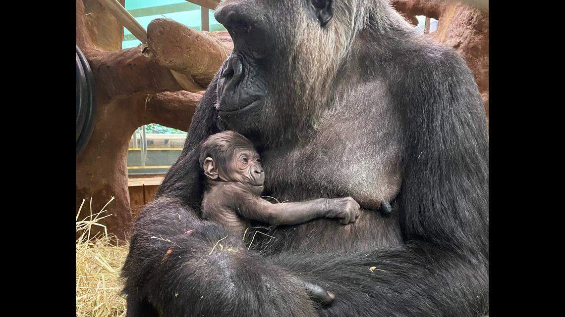 For the first time in five years, an endangered gorilla was born at a Washington, D.C., zoo.