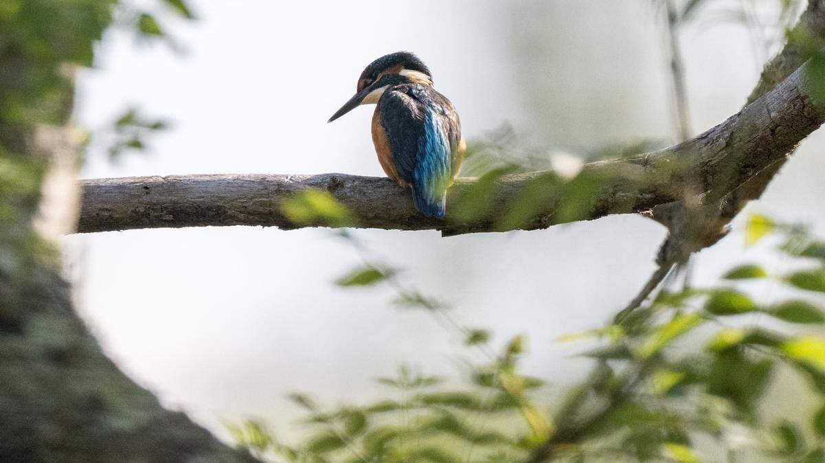 TOPSHOT - This photograph shows a Common kingfisher at a swamp in Fontenay-le-Vicomte, on August 3, 2025. (Photo by Martin LELIEVRE / AFP) (Photo by MARTIN LELIEVRE/AFP via Getty Images)