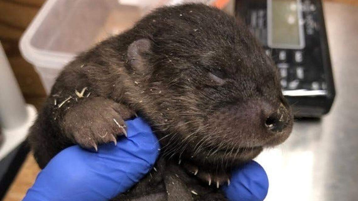 Officials said the pups are meeting all the appropriate development milestones.