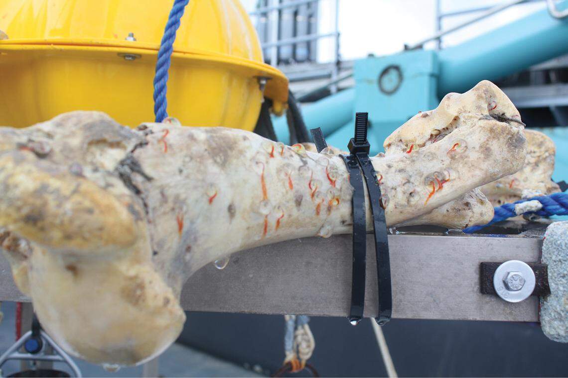 Cow bones were dropped off the coast of Brazil to simulate whale falls, or the carcasses of dead whales.