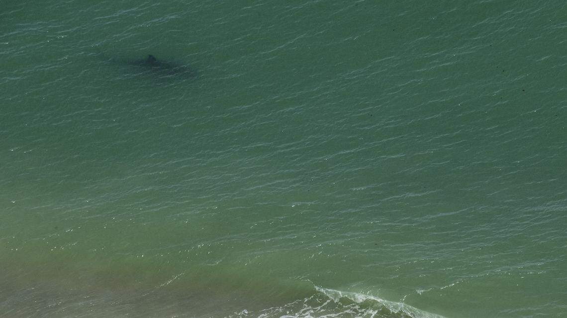 A person runs as a Great White Shark swims just meters away on the Cape Cod National Sea Shore on the eastern side of Cape Cod, Massachusetts on July 15, 2022. The coast of Massachusetts is home to many White Sharks during the summer months. With interest in sharks growing, a shark related tourism industry has sprung up in places like Chatham, including sightseeing tours. (Photo by Joseph Prezioso / AFP)
