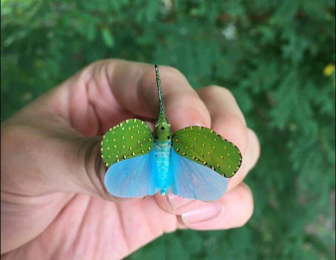 When the lanternfly takes off, it’s pale blue hind wings appear.